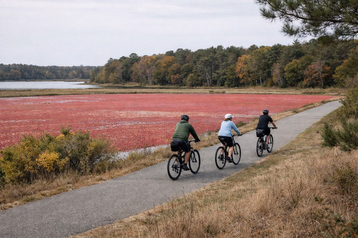 Cyclists riding a paved path beside a cranberry bog