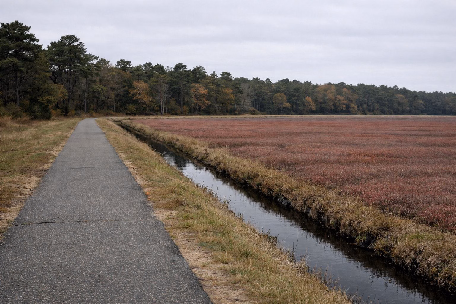 A paved bike path along the edge of a cranberry bog turning red in autumn