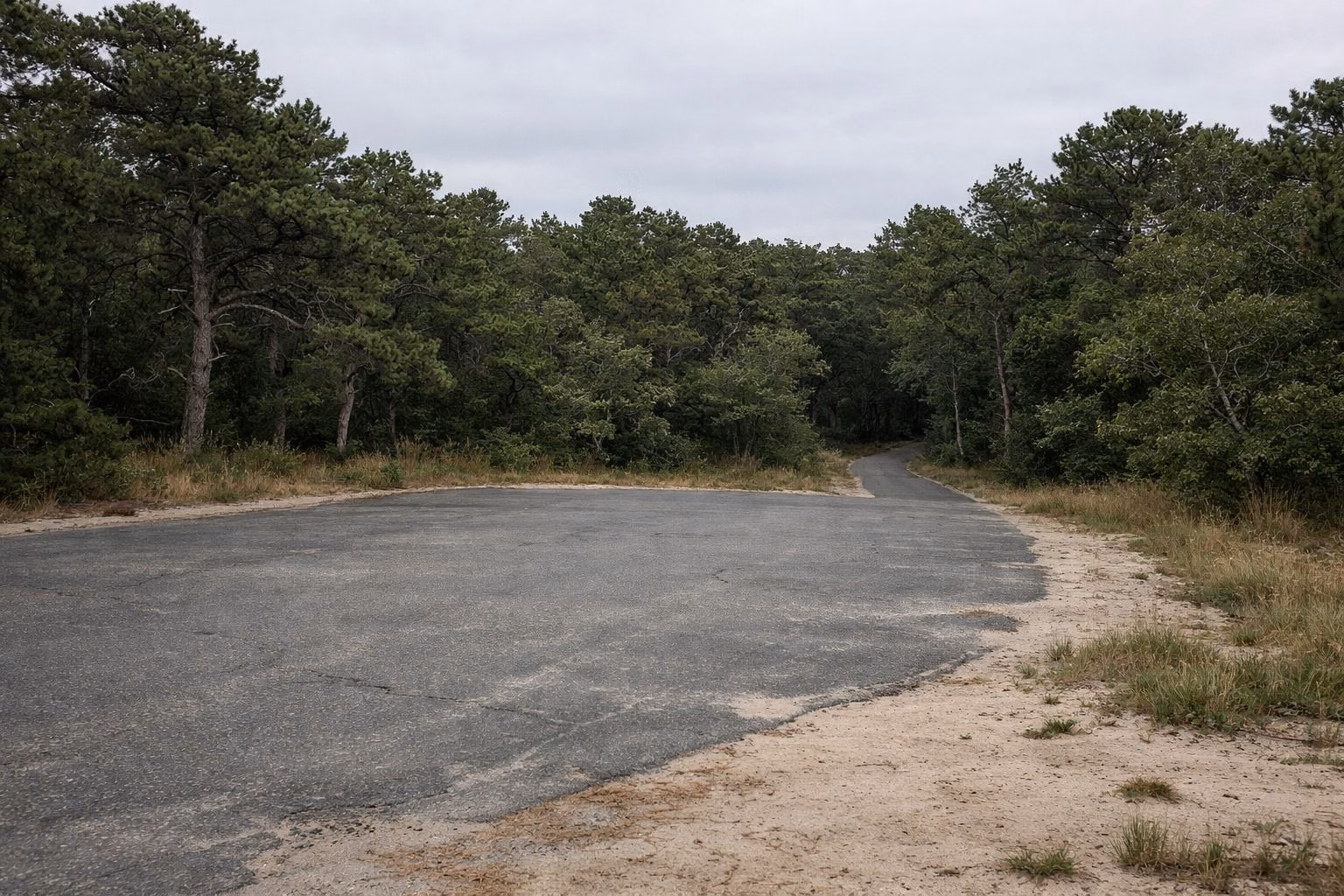 A small empty parking area at the edge of pine woods next to a paved bike path