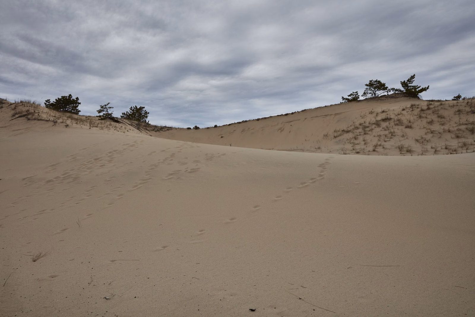 Sand dunes and pitch pines on the Outer Cape near Truro, south of the Province Lands