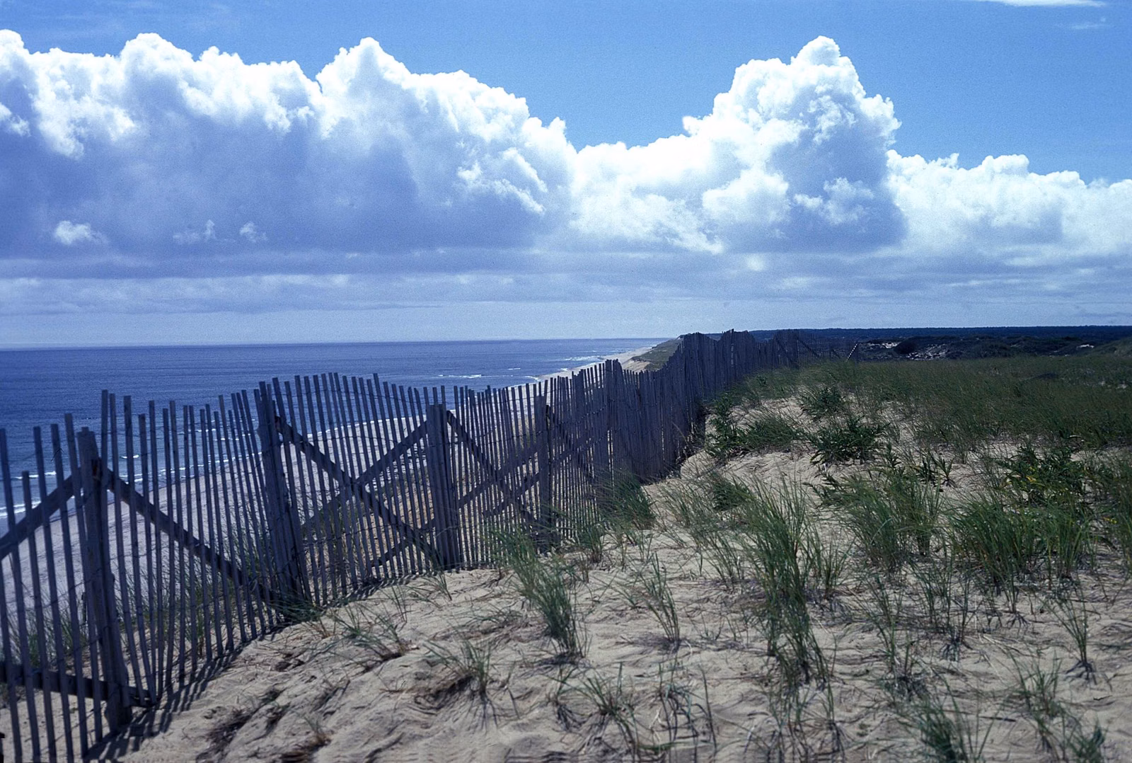 Dune grass and a sand fence on the Cape Cod National Seashore in Wellfleet