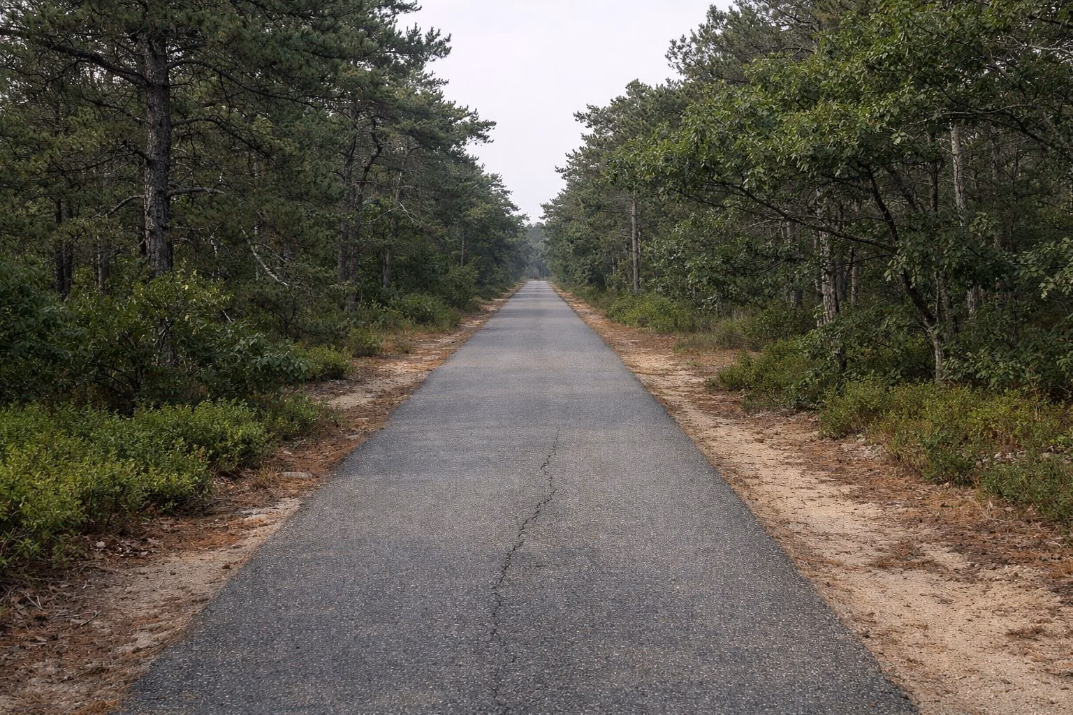 A flat paved bike path running straight through pitch pine and scrub oak woods